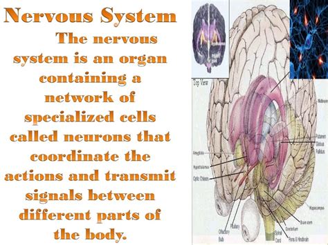 Diseases of nervous system