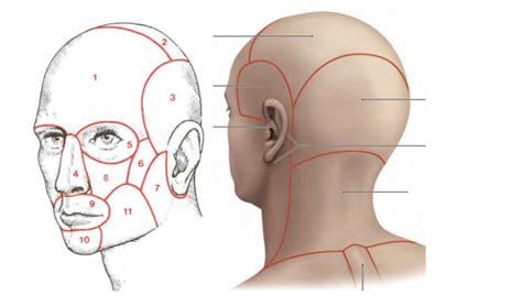 UE5 anat Tête et cou topographie de la tête Diagram Quizlet