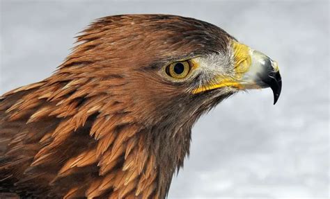 Golden Eagle The Animal Facts Appearance Diet Habitat Lifespan