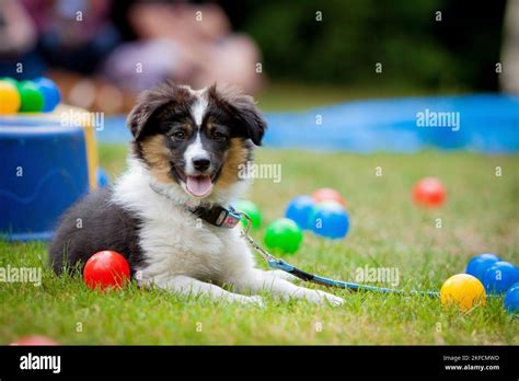 Dog Obedience School Stock Photo Alamy