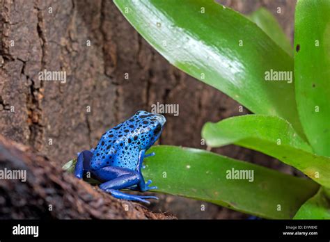 Blue Poison Dart Frog Stock Photo Alamy