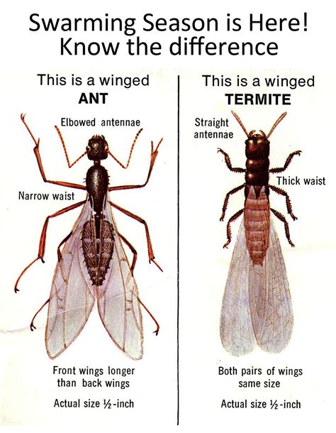 Get Rid Of Swarming Termites Simple Strategies For Eradicating