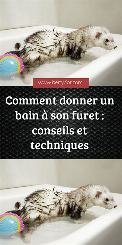 Comment donner un bain à son furet conseils et techniques Awesome