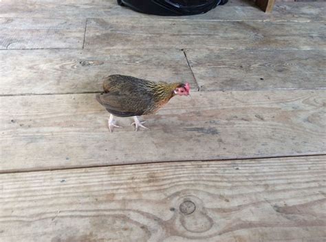 Miniature Bantam Partridge Hen Backyard Chickens Learn How To