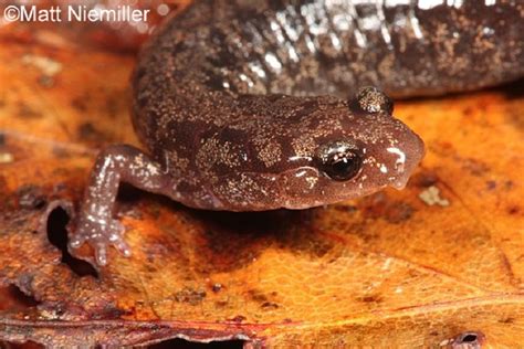 Wellers Salamander State Of Tennessee Wildlife Resources Agency