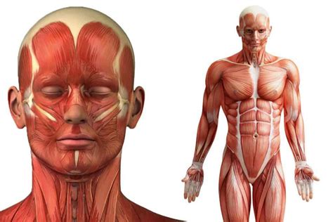 Anatomia Do Sistema Muscular Esqueletico Nacientifico Images 116640