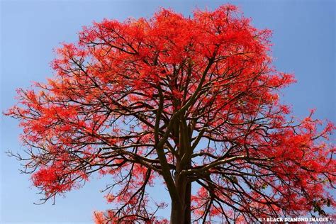 15 Sementes Árvore De Fogo Brachychiton Acerifolius Flor Mud Mercado