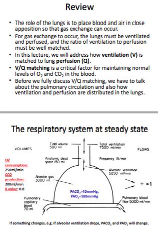 The Pulmonary Circulation And Ventilation Perfusion Matching Flashcards