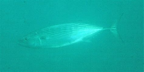 Australian Bonito Fishes Of Cabbage Tree Bay Aquatic Reserve Sydney