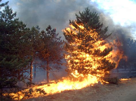 Free Images Tree Pine Fire Bonfire Explosion Flare Disaster