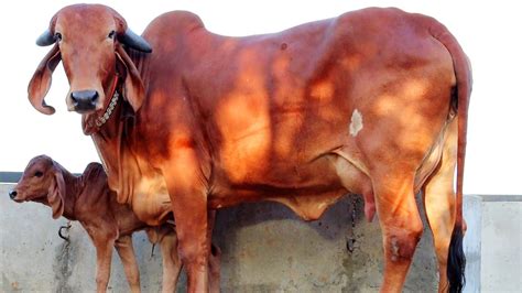 Gir Cow With Gir Female Calf Available For Sale At Parwala Bhavnagar