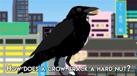 How Does A Crow Crack A Hard Nut Youtube