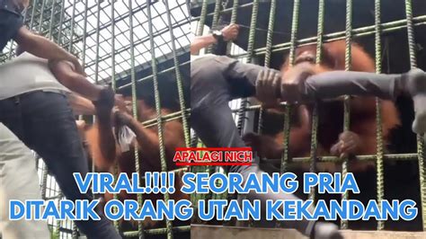 Viral Seorang Pria Ditarik Orang Utan Kekandang Youtube