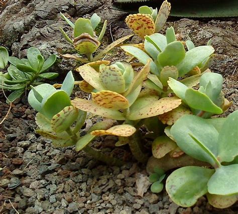 Kalanchoé Planter Et Entretenir Ooreka