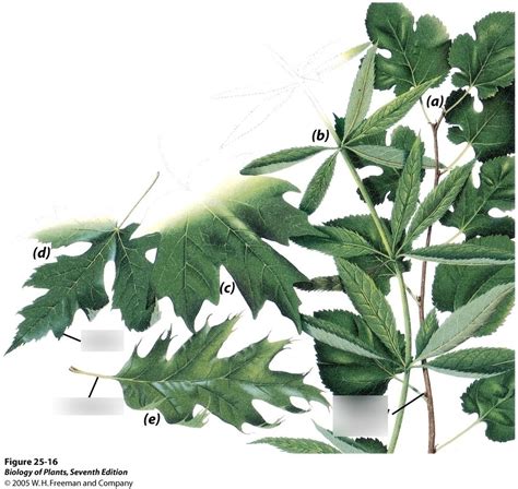 Simple Leaves Diagram Quizlet