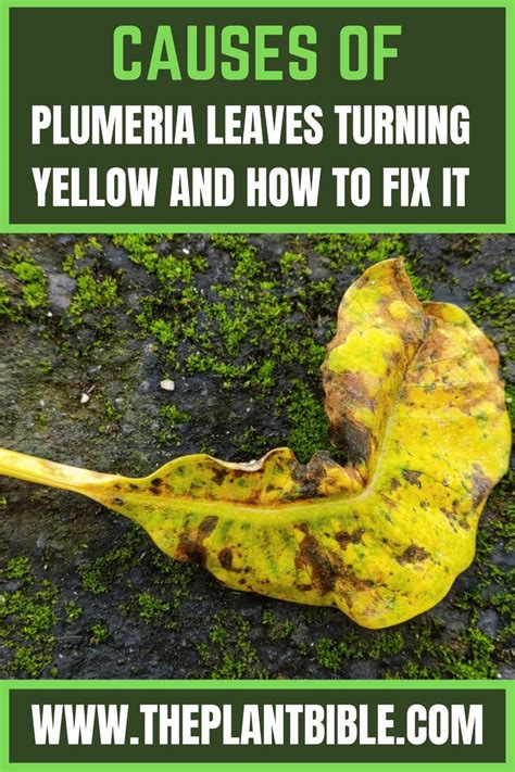 Causes Of Plumeria Leaves Turning Yellow Plumeria Flowers Forsythia