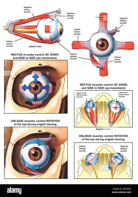 Superior Rectus Muscle Superior An Oblique F Muscle Superior Oblique