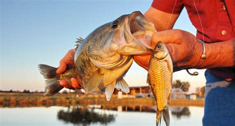 Largemouth Bass Eating Ducklings