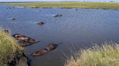 Incredible Photos Show Mass Buffalo Drownings After Lion Chase News