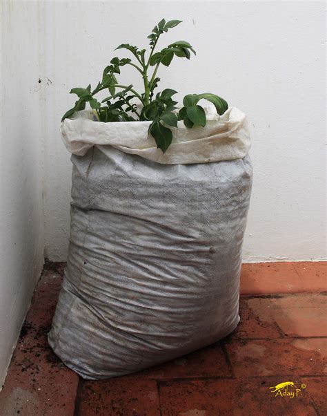 C Mo Cultivar Patatas En Casa Con Sacos La Huertina De Toni