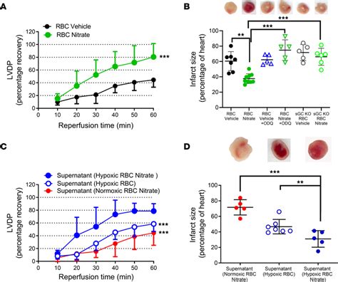 Rbcs Release A Cardioprotective Factor Dependent On Sgc Following