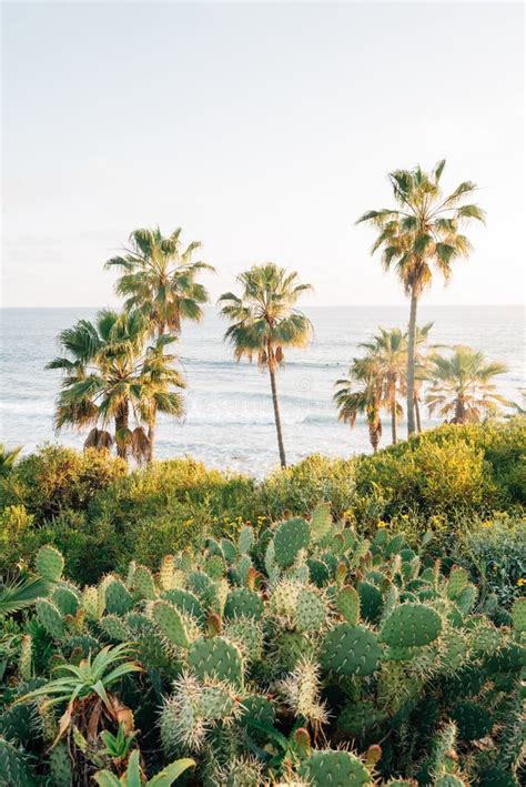 Kaktus Und Palmen An Heisler Park Im Laguna Beach County