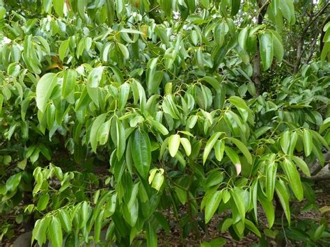 شجرة القرفة Cinnamomum Verum Tree شجرة دائمة الخضرة