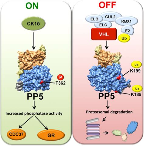 Post Translational Regulation Of Pp5 Download Scientific Diagram