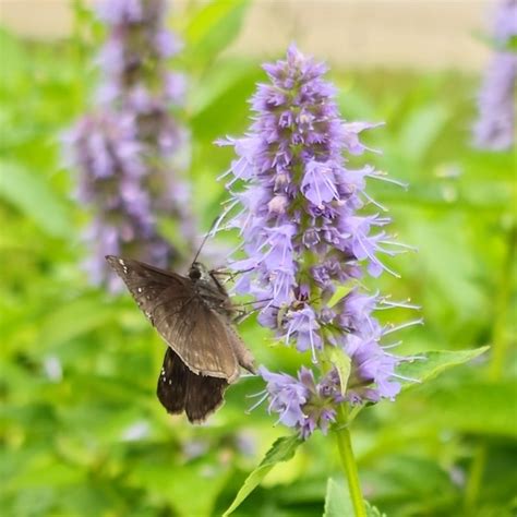 Blue Fortune Agastache Hyssop Agastache Almost Eden