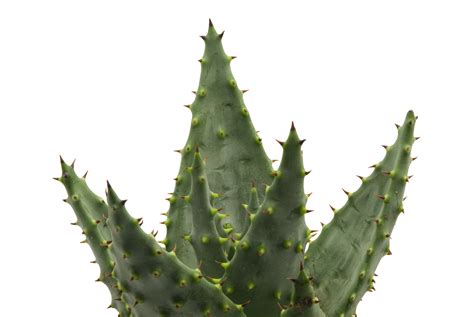 5 Aloe Vera Plant Care Tips