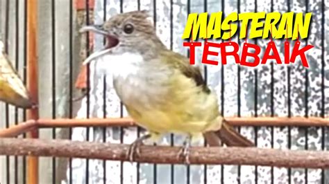 CUCAK Jenggot Gacor Besetan Ngepik Masteran Burung Kesayangan Anda