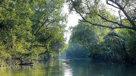 Sundarban Wildlife Gets Extended Sanctuary The Daily Star