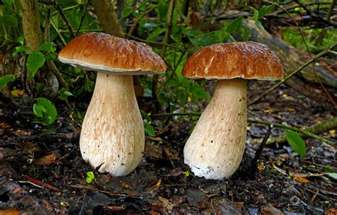 King Bolete Boletus Edulis This Mushroom Is Known World Flickr