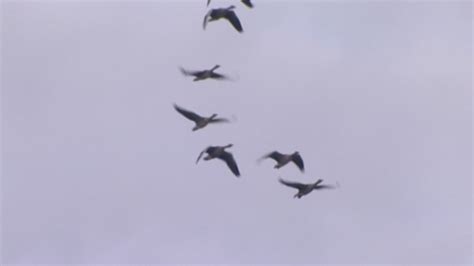 Honderd Trucs Om Vogels Weg Te Jagen