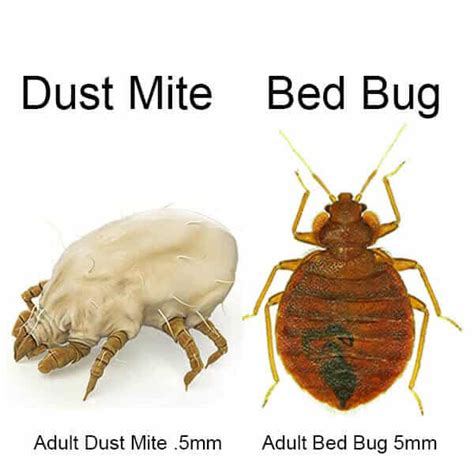 Bed Bugs Or Dust Mites The 2 Differences You Need To Know