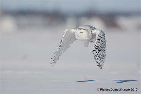 Snowy Owl Wallpaper and Screensavers - WallpaperSafari