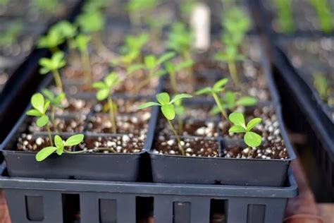 Transplant Seedlings In Hydroponics My Best Guide