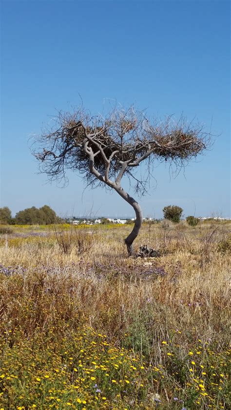 Fotos gratis árbol naturaleza césped desierto rama planta campo