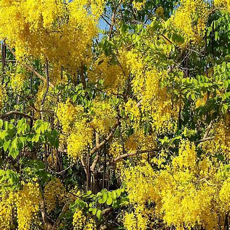 Koelreuteria Paniculata Golden Rain Tree Tidewater Trees