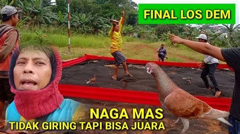 Event Merpati Kolong Bebas Lapak Belor Aliandong Sisa Burung