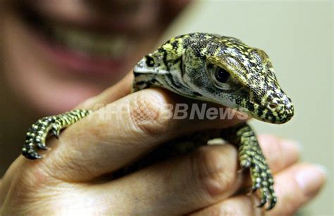 「処女受胎」のコモドオオトカゲ、卵がふ化しママ兼パパに 英国 写真1枚 国際ニュース：afpbb News