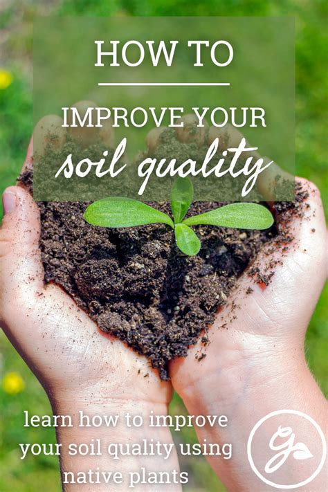 Improving Soil Quality With Native Plants