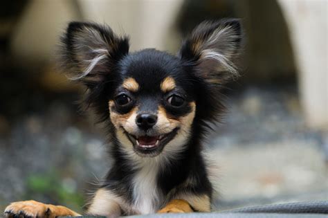 Chihuahua Is Standing And Happy Smile Stock Photo Download Image Now