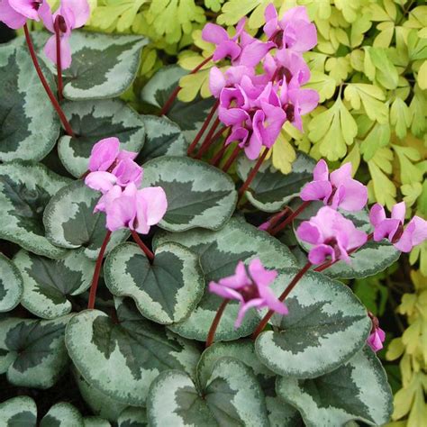 Something Magic Hardy Cyclamen | Sooner Plant Farm