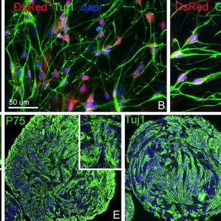 In Vitro Characterization Of Multipotent Self Renewing Progenitor