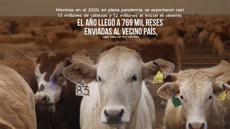 La Exportaci N De Ganado En Pie A Ee Uu En Riesgo Tierraf Rtil