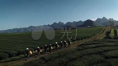 茶园风光摘茶炒茶三农茶叶两个人旅行3840x2160高清视频素材下载编号8936873实拍视频光厂vj师网