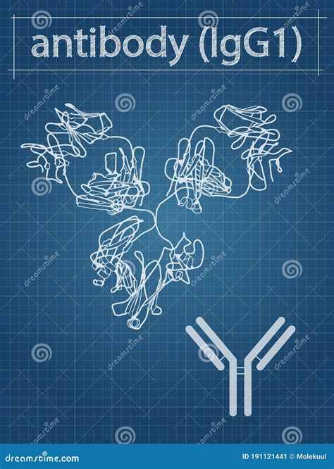 Antibody And Antigen Stock Vector Illustration Of Heavy