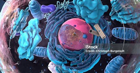 진핵 세포 핵 및 세포기관 및 혈장 막의 성분 3d 일러스트 미토콘드리아에 대한 스톡 사진 및 기타 이미지 미토콘드리아