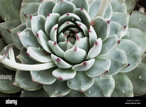 A Single Succulent Echeveria From Light Green Thick Leaves And Red Tips